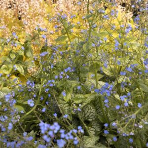 Sea Heart Brunnera