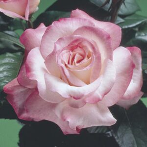 Secret Hybrid Tea Rose