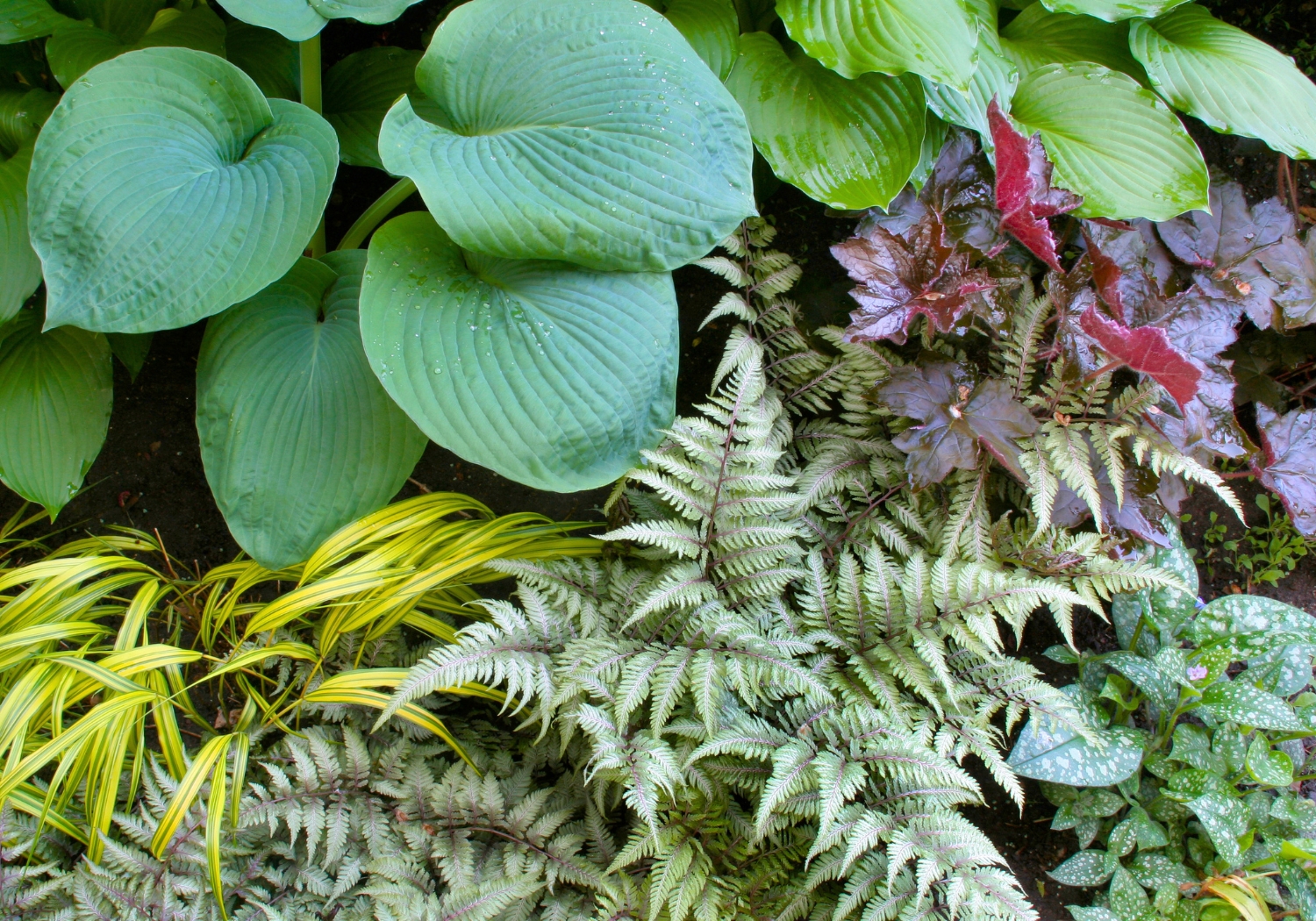 Shrub And Perennial Shade Garden Seminar