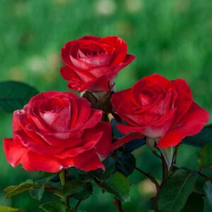 Smokin’ Hot Hybrid Tea Rose