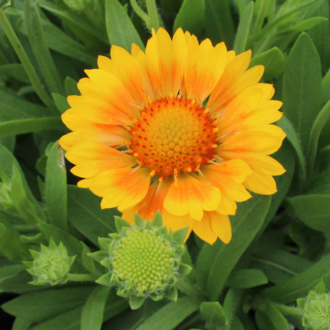 Spintop Mango Blanket Flower