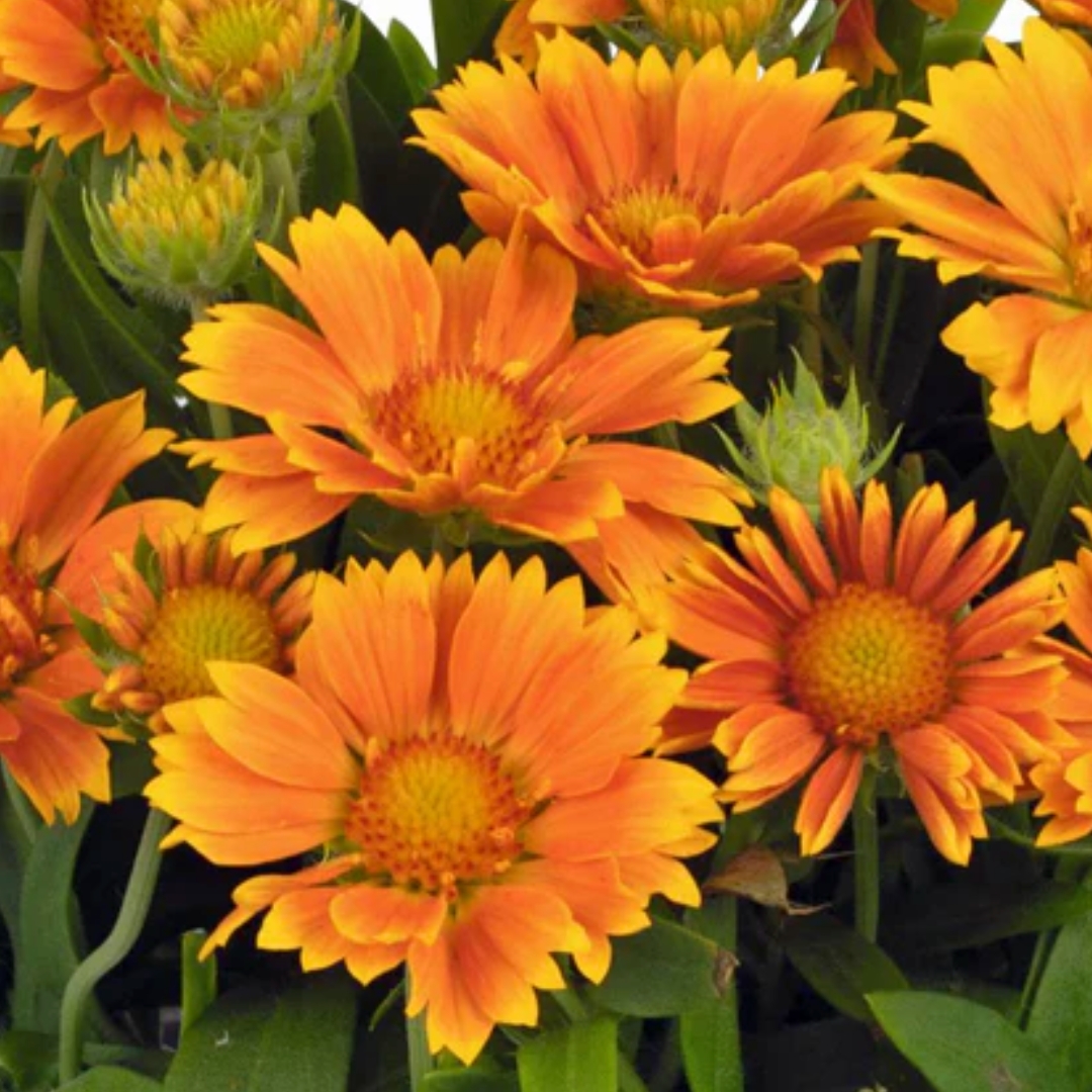 Spintop Mango Blanket Flower clusters