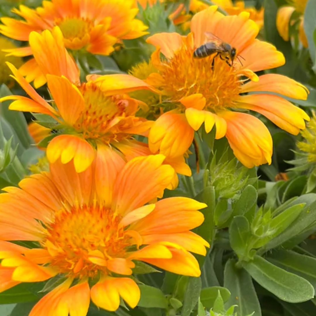 Spintop Mango Blanket Flower with a bee