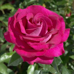 Stiletto Hybrid Tea Rose
