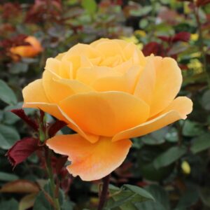 Strike It Rich Grandiflora Rose