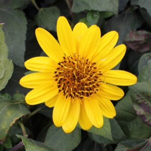 Suncatcher Sunflower