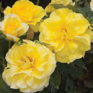 Sunsprite Floribunda Rose