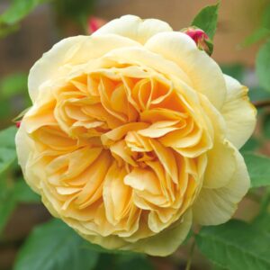 Teasing Georgia Climbing David Austin Rose