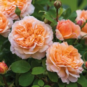The Lady Gardener David Austin Rose
