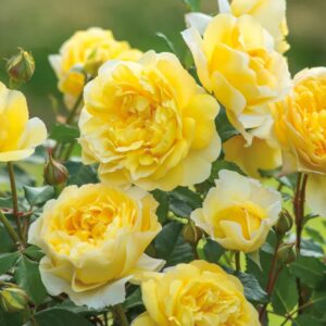 The Poet's Wife David Austin Rose
