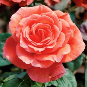 Tropicana Hybrid Tea