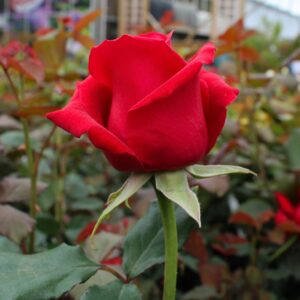 Veterans' Honor Hybrid Tea Rose