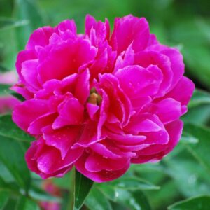 Victoire de la Marne Peony