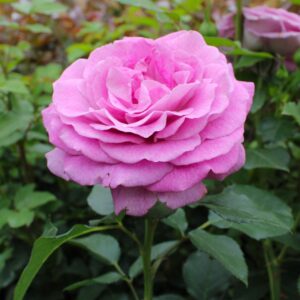 Violet's Pride Floribunda Rose