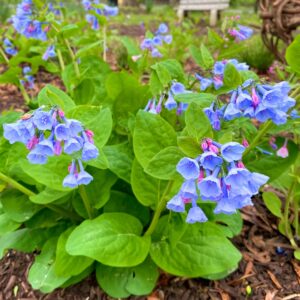 Virginia Bluebells