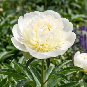 White Sands Peony