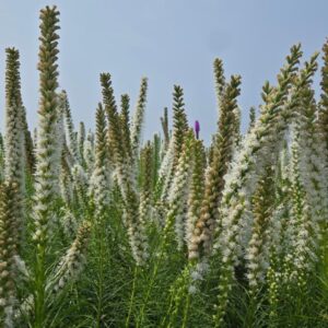 White Spike Gayfeather