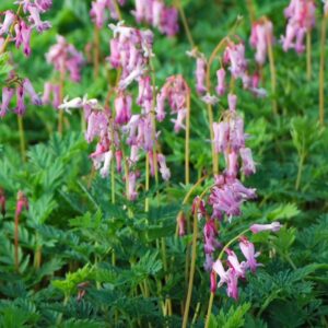 Wild Bleeding Heart