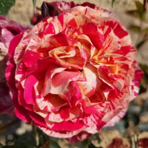 Winning Streak Floribunda Rose