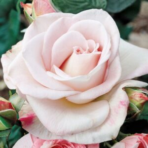 World War II Memorial Hybrid Tea Rose