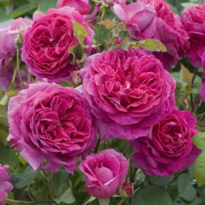 Young Lycidas David Austin Rose