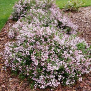 Yuki Kabuki Deutzia