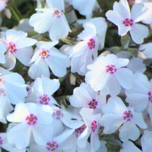 Amazing Grace Creeping Phlox