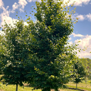 American Beech