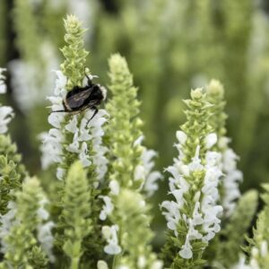 Apex White Meadow Sage