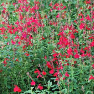 Arctic Blaze Red Autumn Sage