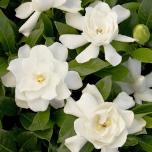 August Beauty Gardenia