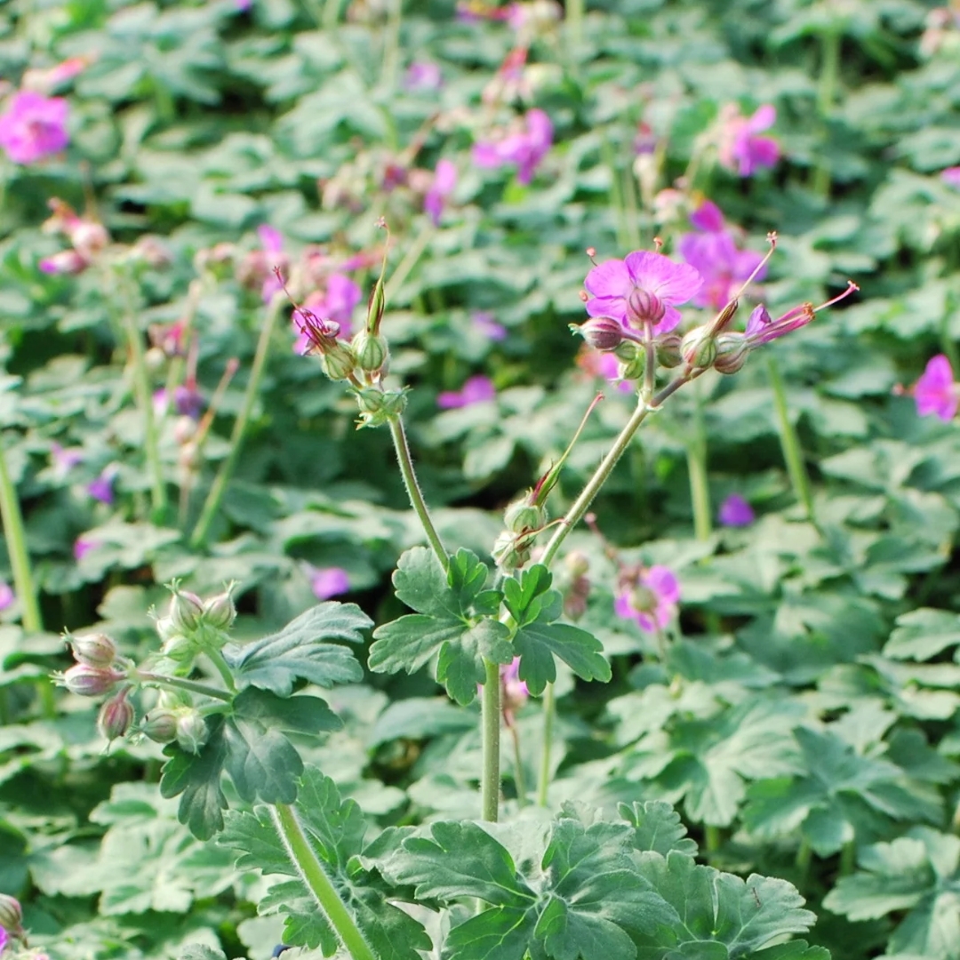 Bevan's Variety Hardy Geranium close up
