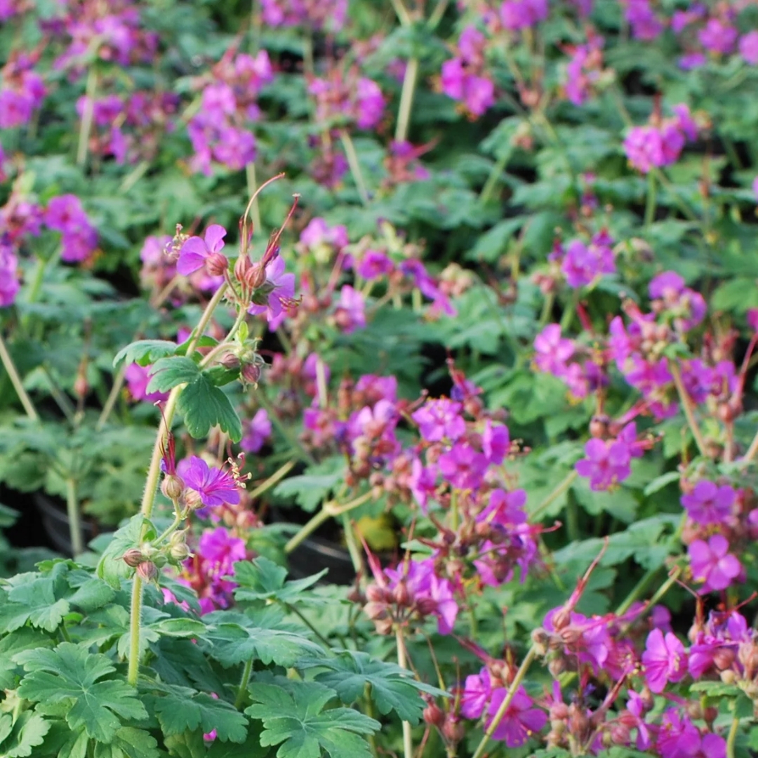 Bevan's Variety Hardy Geranium close up in bloom