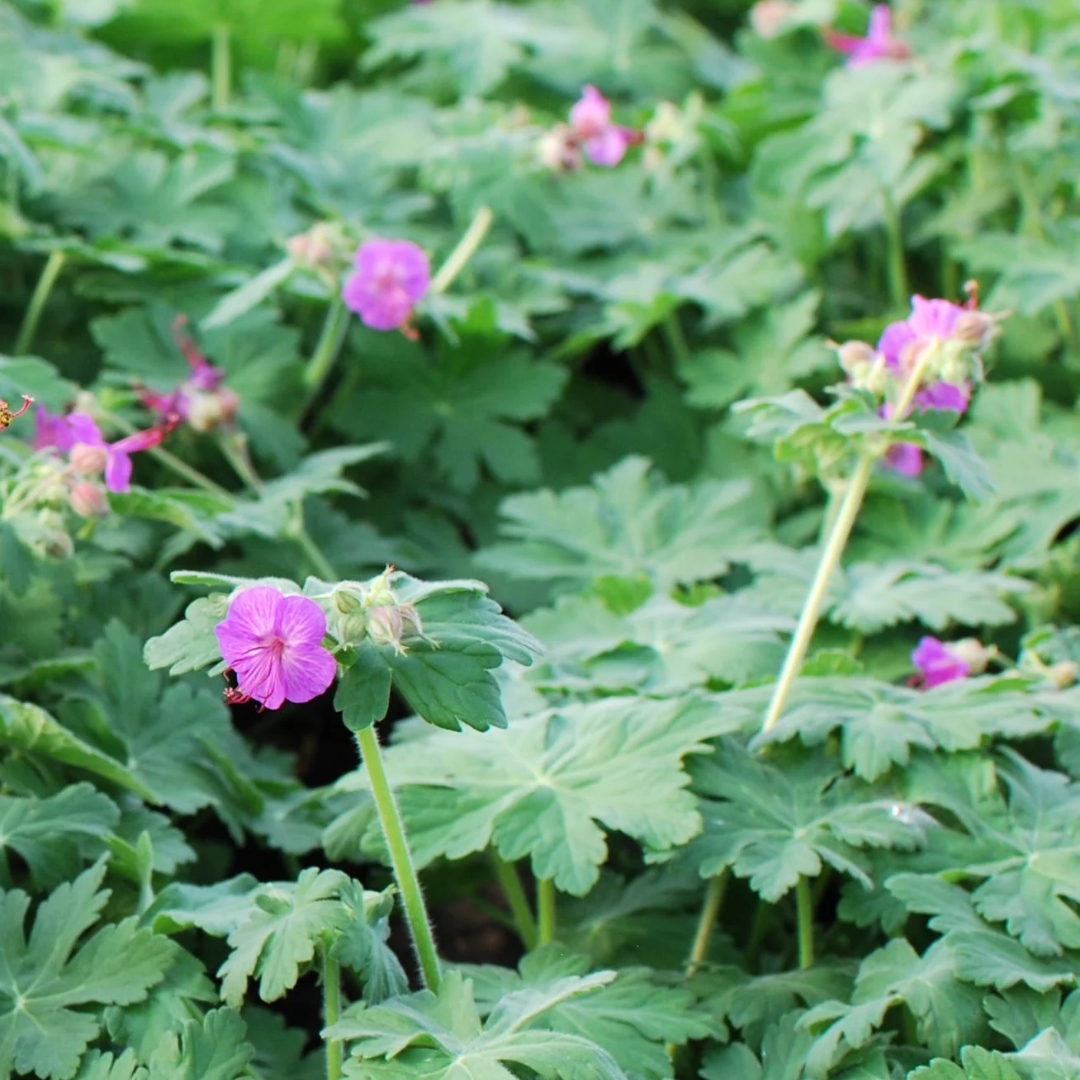 Bevan's Variety Hardy Geranium close up