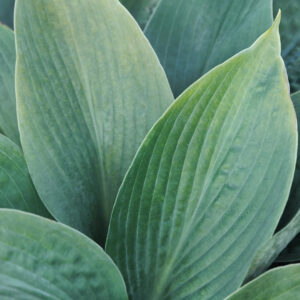 Big Daddy Hosta