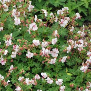 Biokovo Geranium