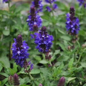 Blue Marvel Meadow Sage