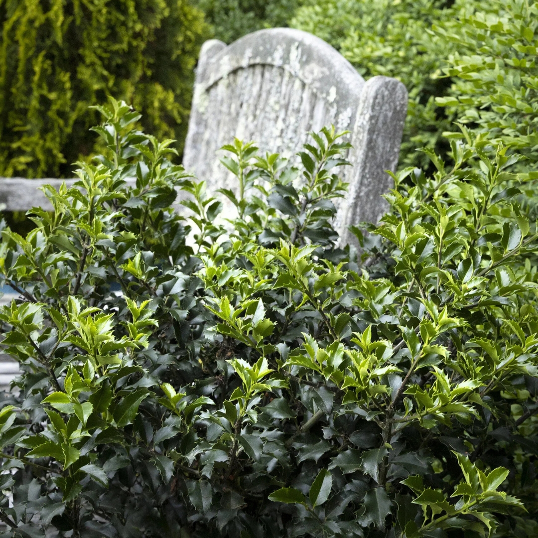 Blue Princess Holly in garden