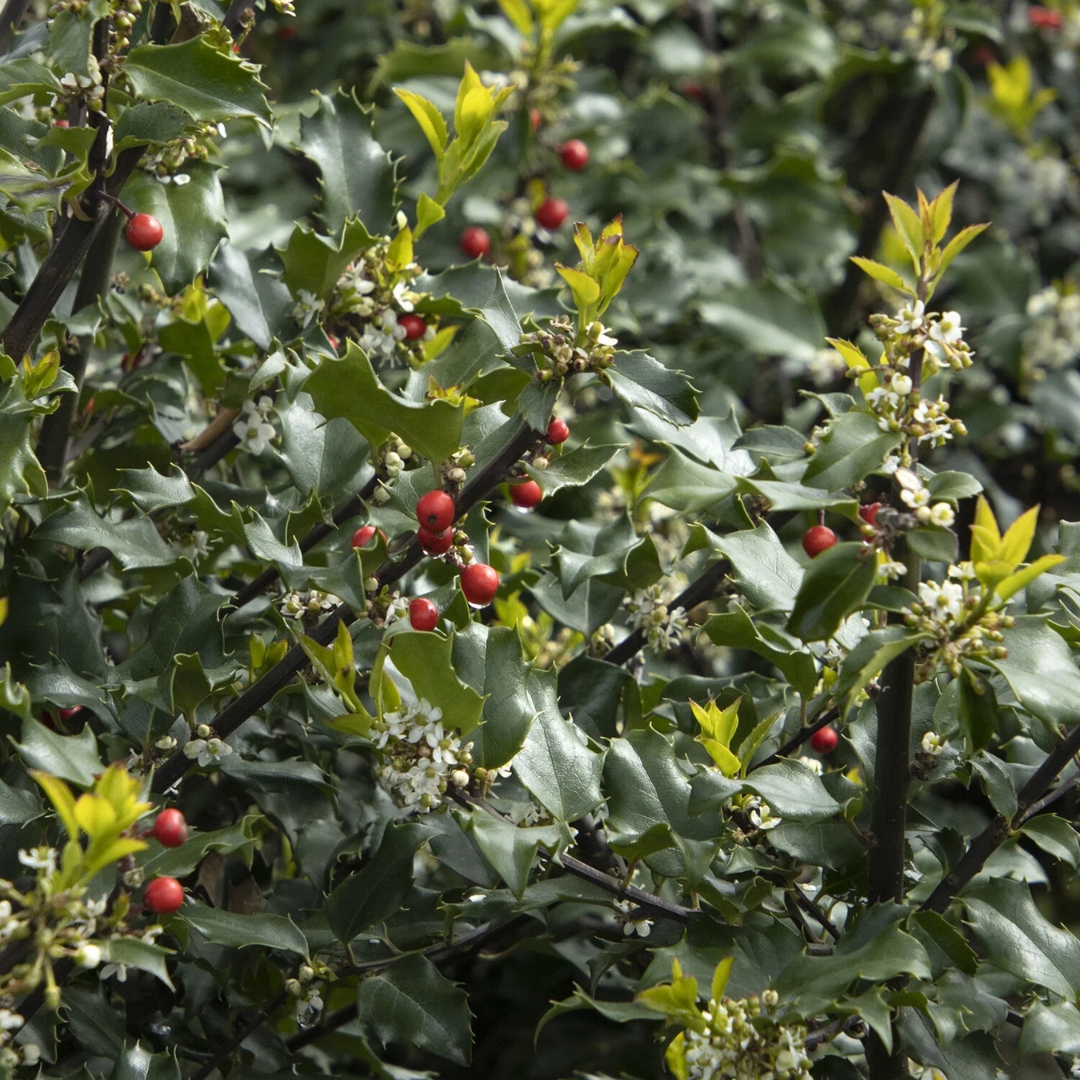 Blue Princess Holly shrub