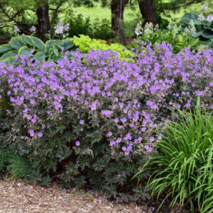 Boom Chocolatta Geranium