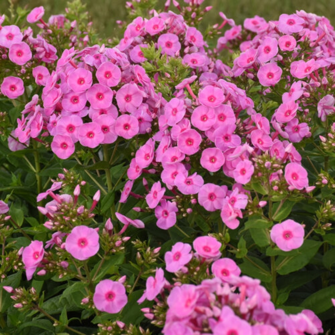 Bright Eyes Garden Phlox pink flowers