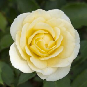 Buttercream Drift Rose