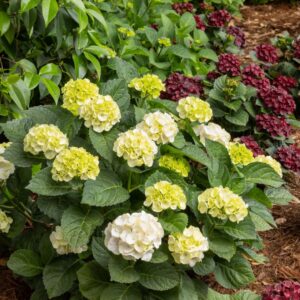 Seaside Serenade Cape Lookout Hydrangea