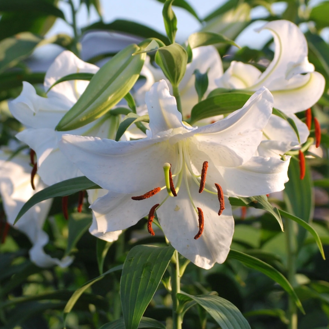 Casa Blanca Oriental Lily double flower opening