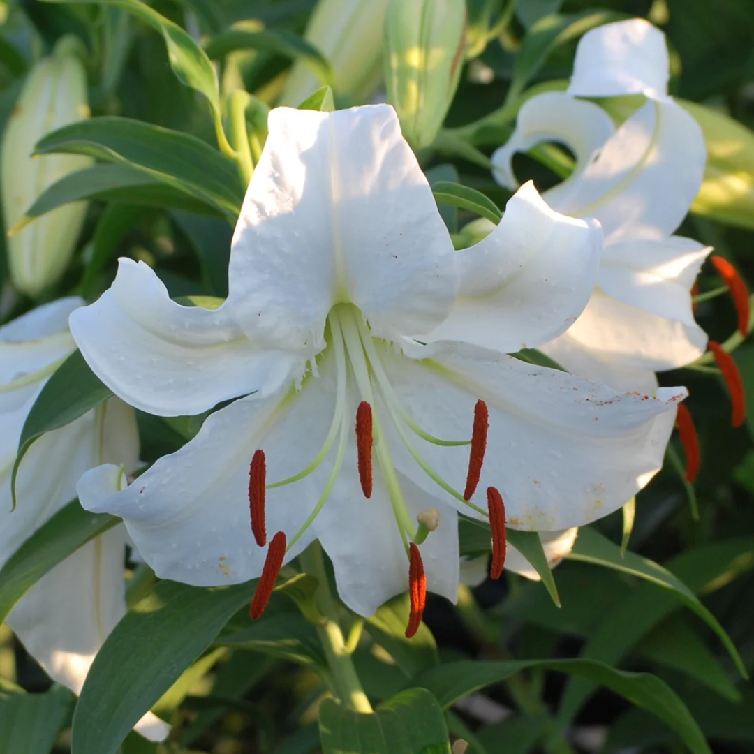 Casa Blanca Oriental Lily double downward bloom