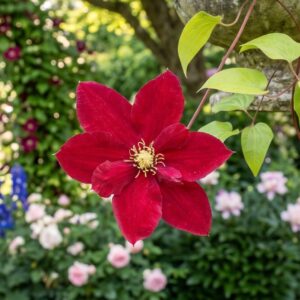 Charmaine Regal Clematis