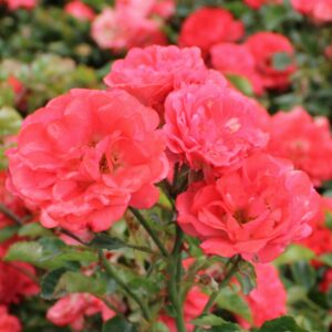 Coral Drift Rose