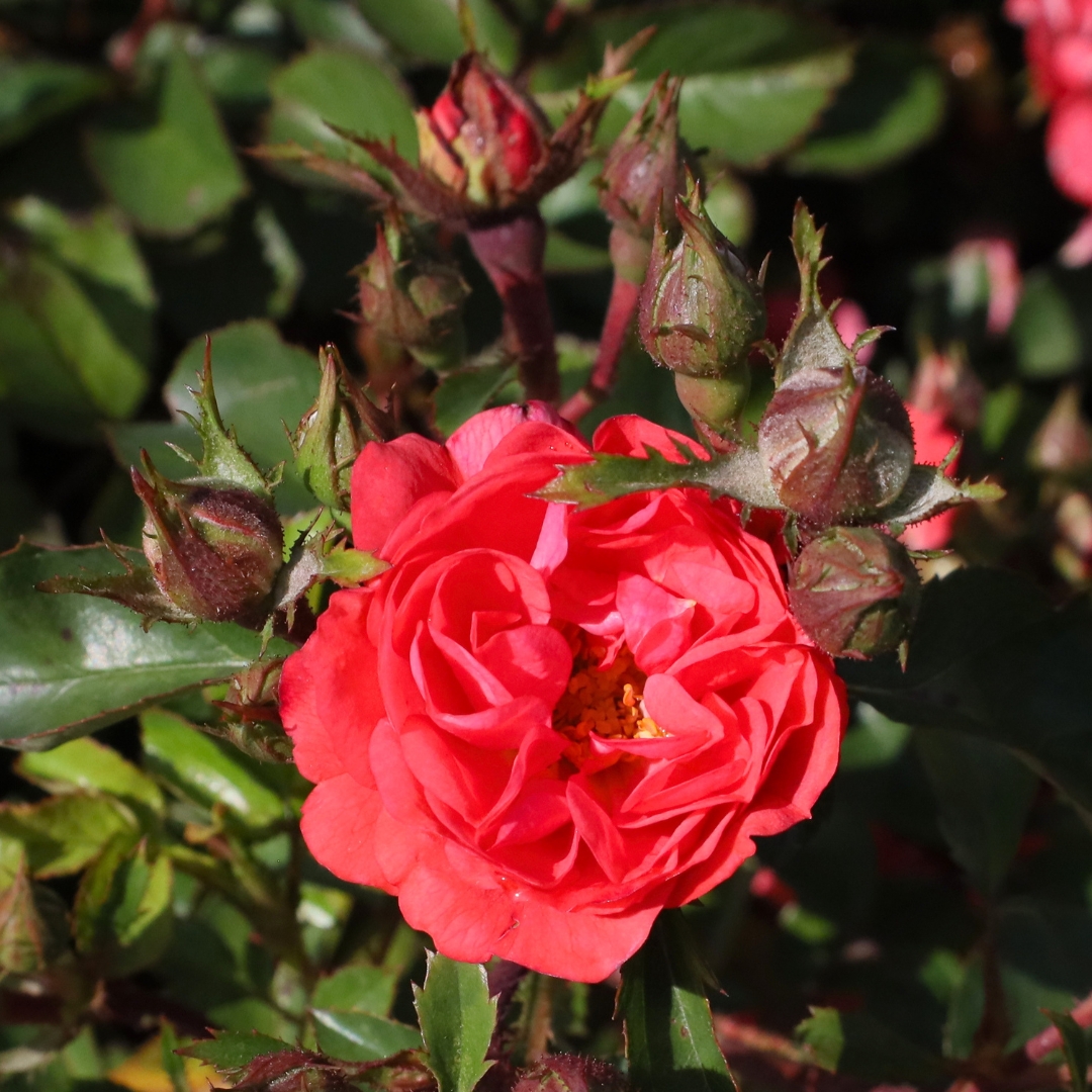 Coral Drift Rose buds and blooms