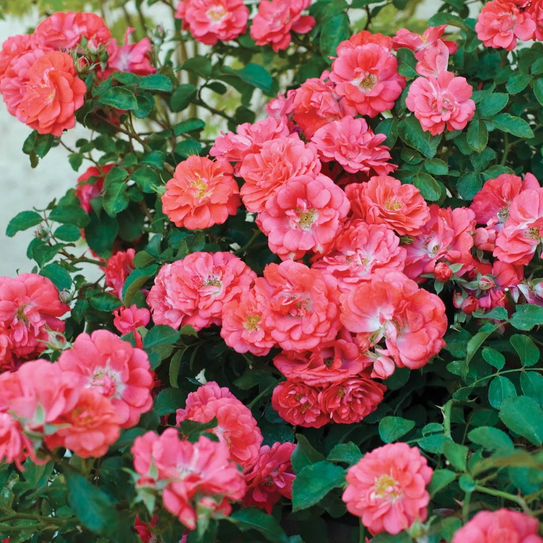 Coral Drift Rose bush