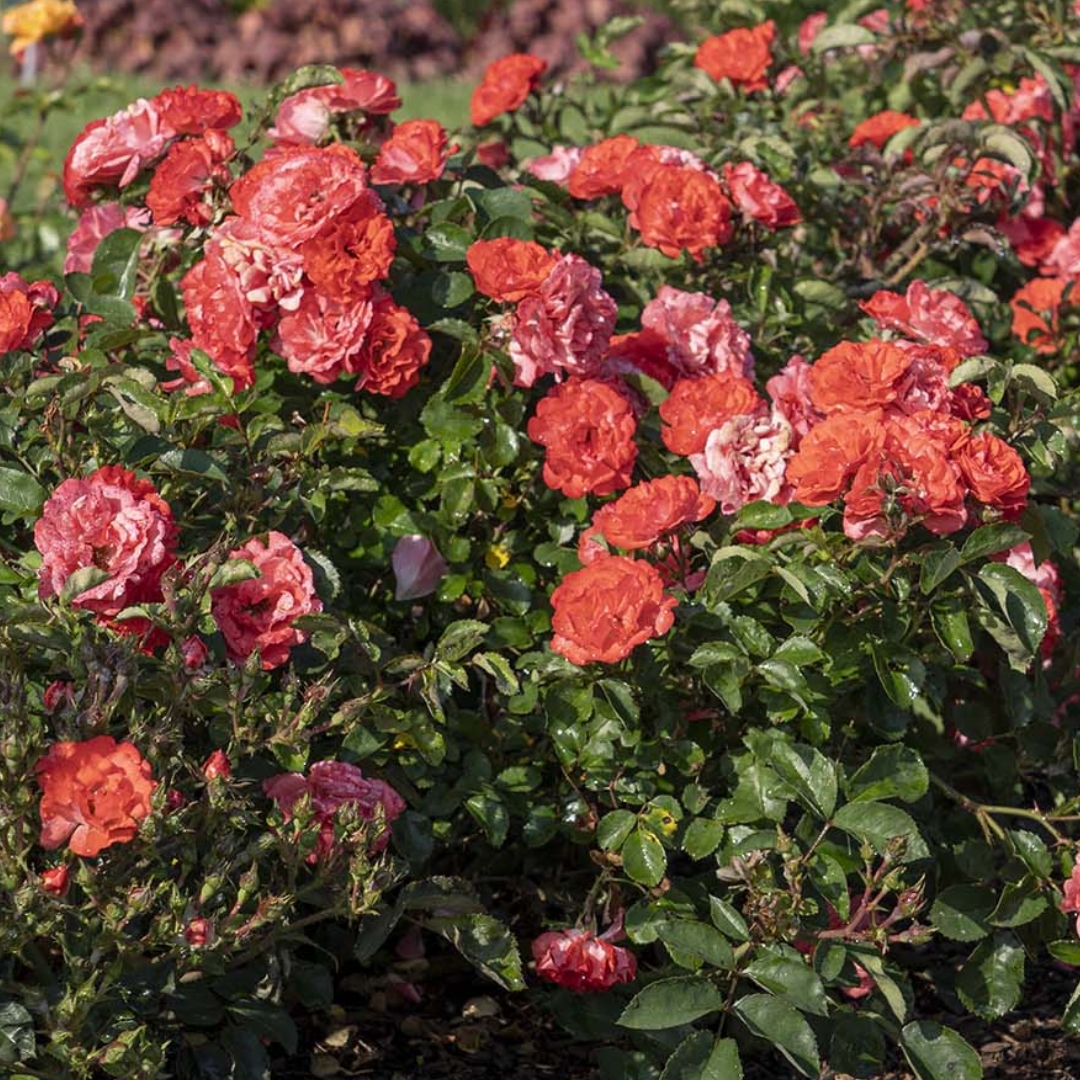 Coral Drift Rose mature shrub